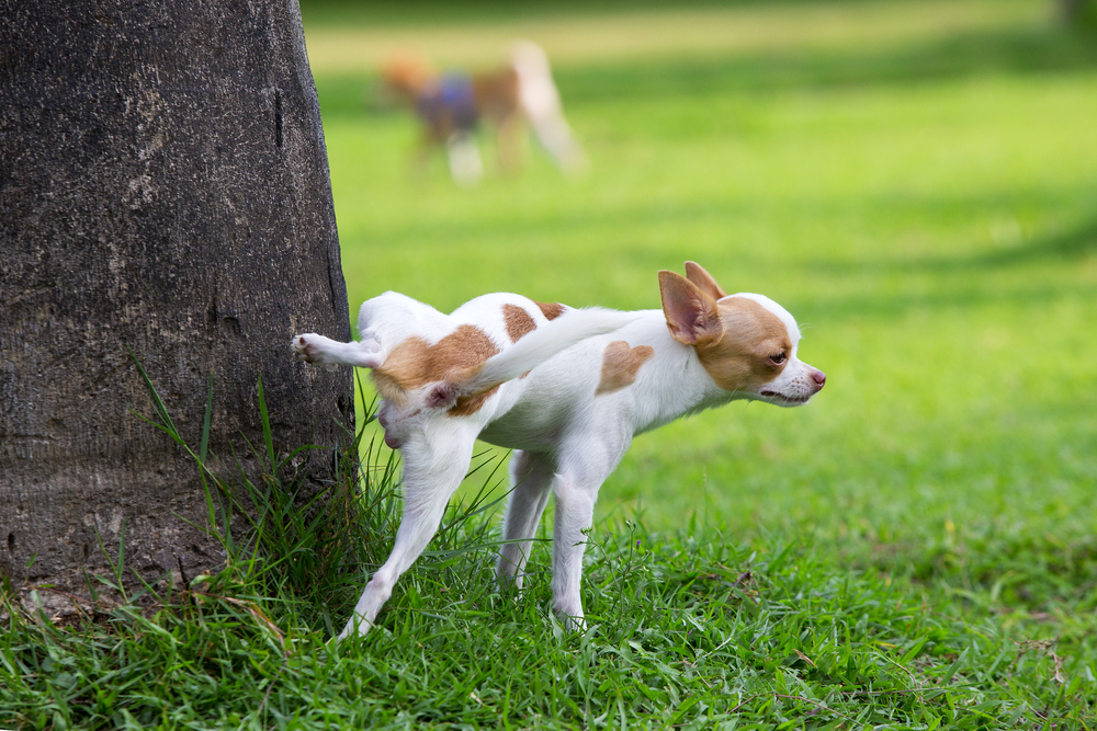 How to Get a Urine Sample From a Dog