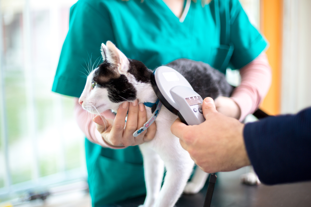 Is it compulsory to microchip my cat?