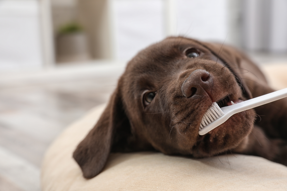 Pet Dental Health Month: Keeping Your Pet's Pearly Whites In Prime Condition