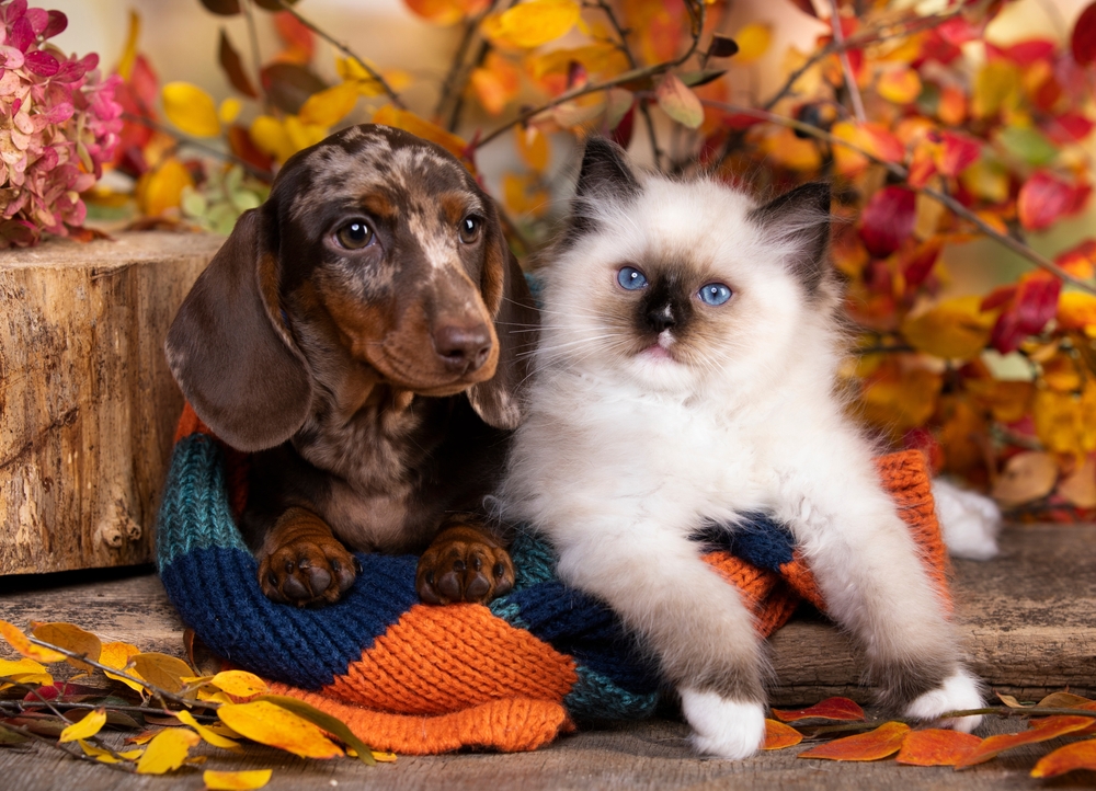 Autumn Dangers: Protecting Your Pets from Seasonal Threats