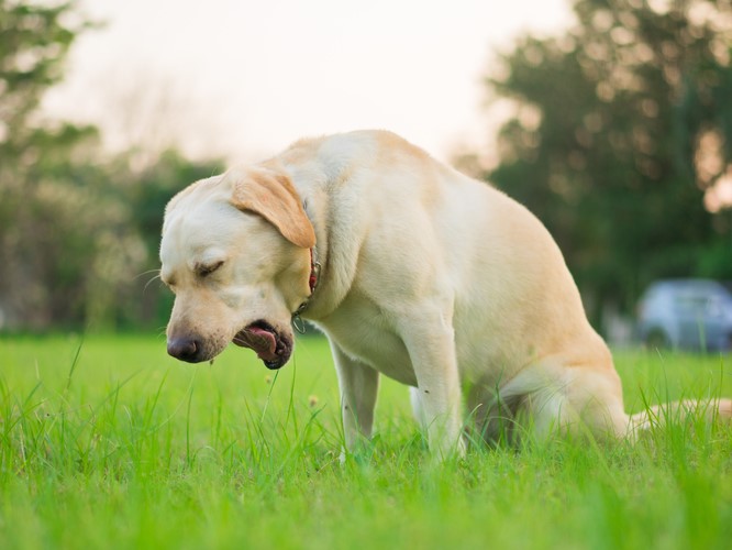What is Kennel Cough in Dogs? A Guide to KC 