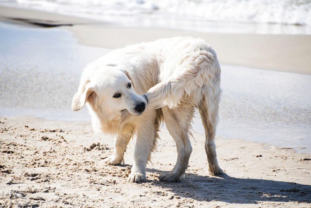 Why do dogs chase their tails?