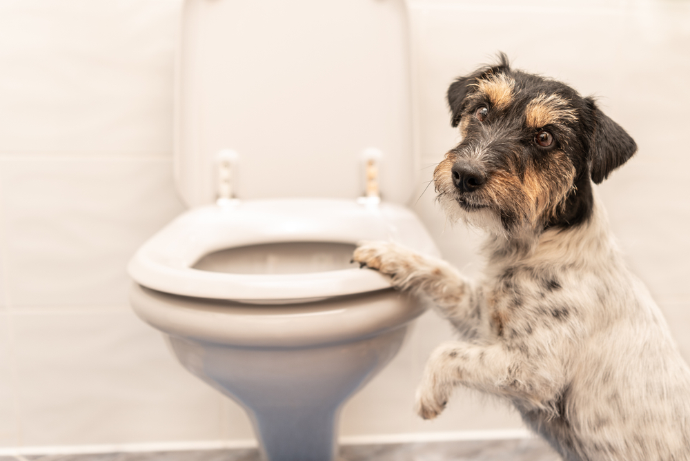 Why Do Dogs Eat Poo?
