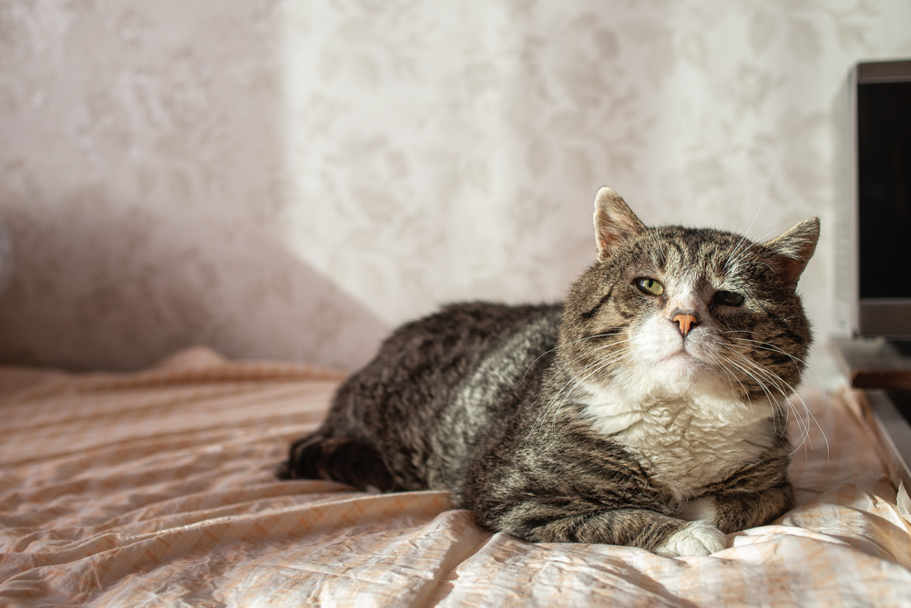 Tips for Caring for a Senior Cat