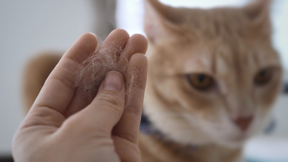 Feline Fur Care: Tips for Grooming Long-Haired Cats