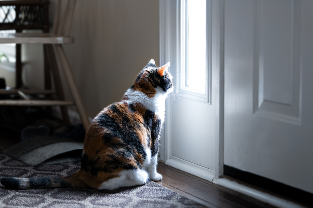 Is Cat Separation Anxiety Normal After Christmas? Your Cat Anxiety Questions Answered!