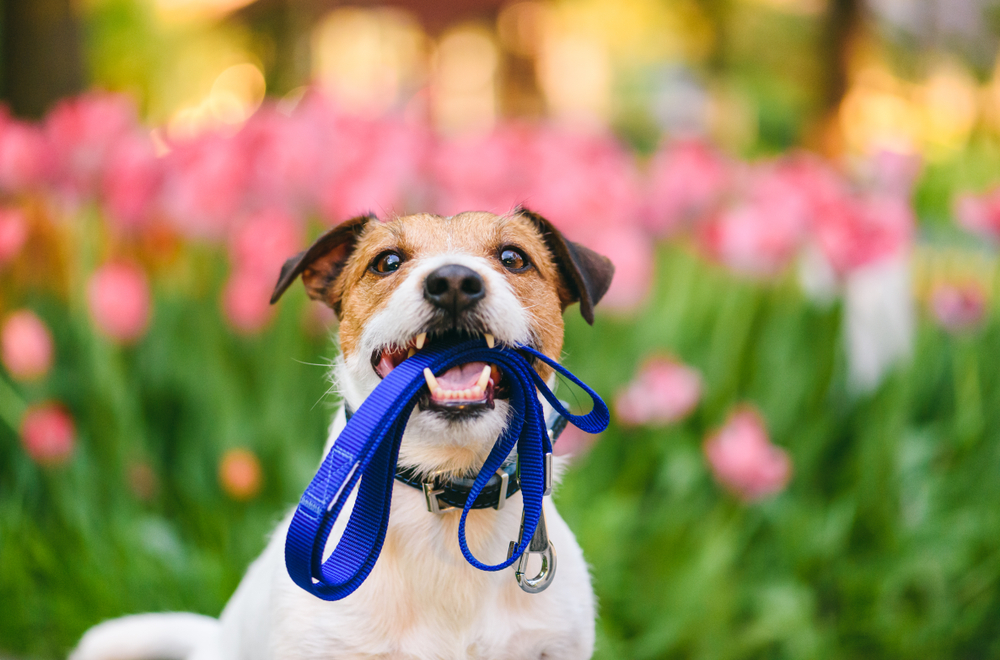 Choosing the Right Lead for Different Dog Breeds