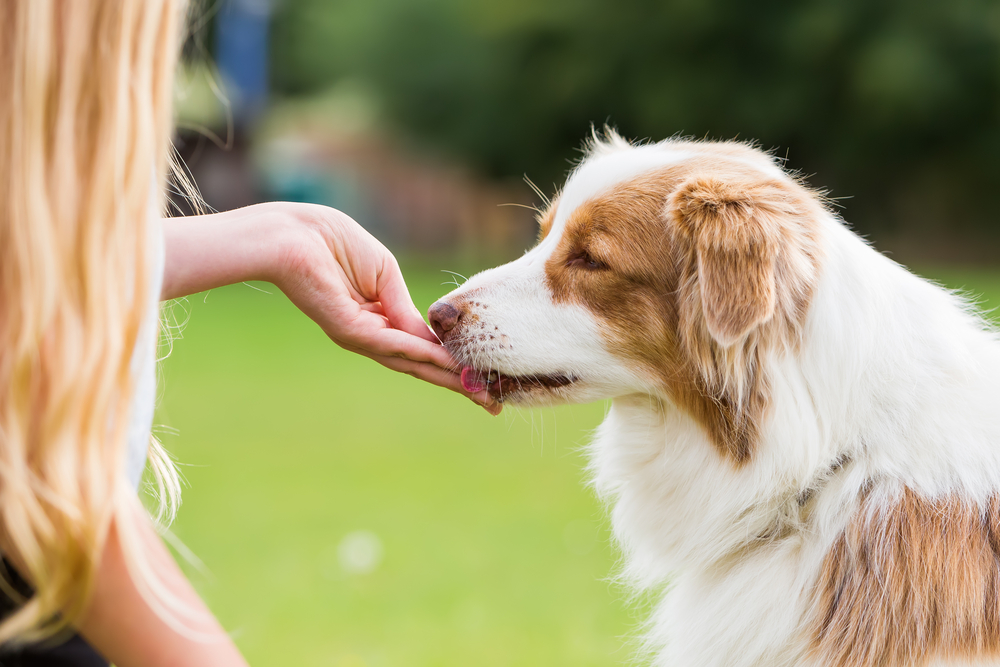 Do's and Don'ts of Feeding Treats to Your Dog