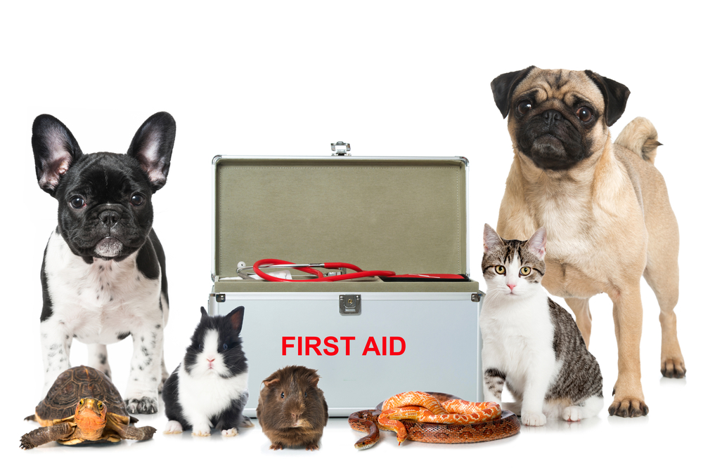 Which Essential Items Should Pet First Aid Kits Include: A Guide for Cats & Dogs