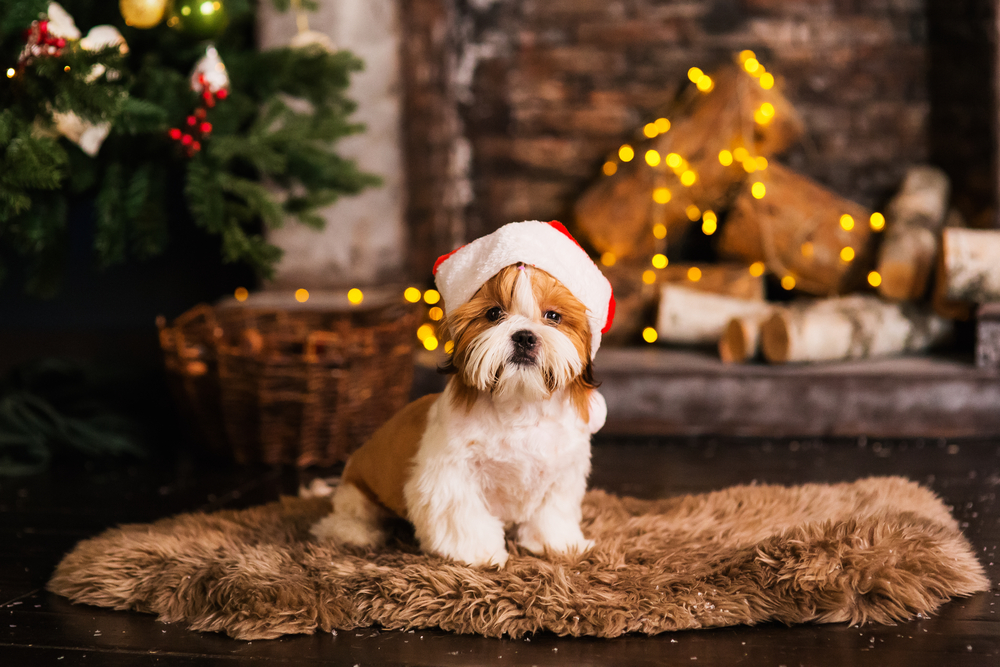 How to find the right puppy breeder if you're getting a dog for Christmas?