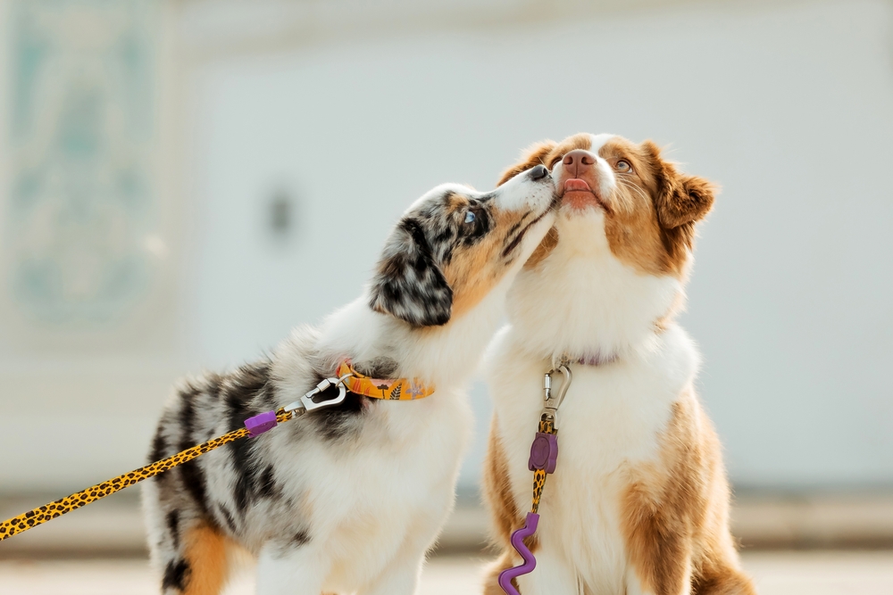 The Right Way to Introduce a Second Dog to Your Home