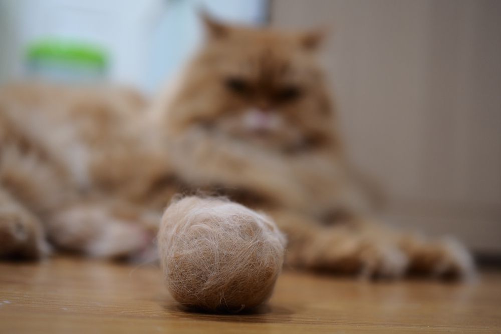 What are cat hairballs?