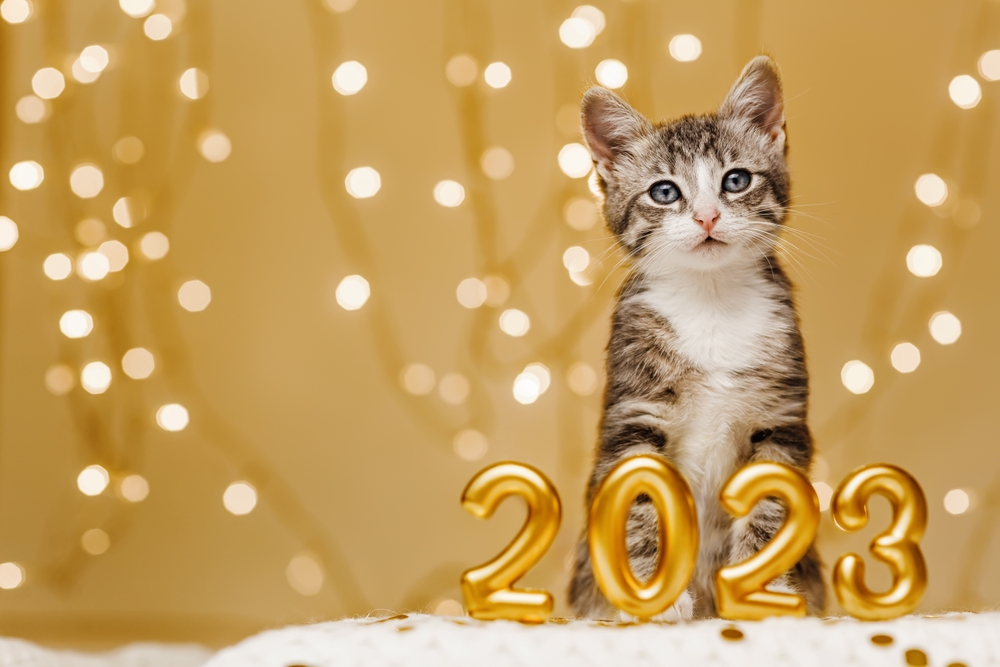Feline New Year's Resolutions For Kittens, Cats & Owners: How To Ensure You Have A Happy New Year Cat