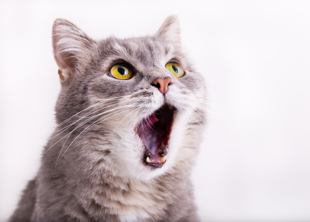 The Importance of Mental Stimulation for Indoor Cats
