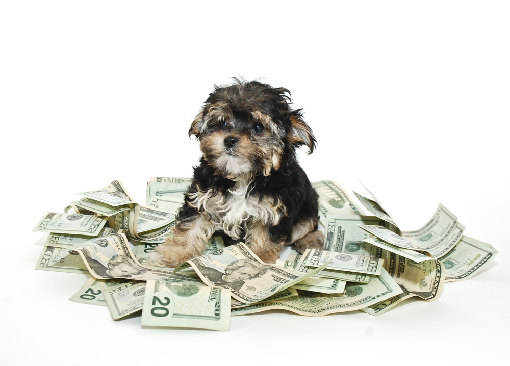 How much does owning a dog cost?