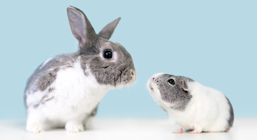 Tips for Litter Training Rabbits and Guinea Pigs