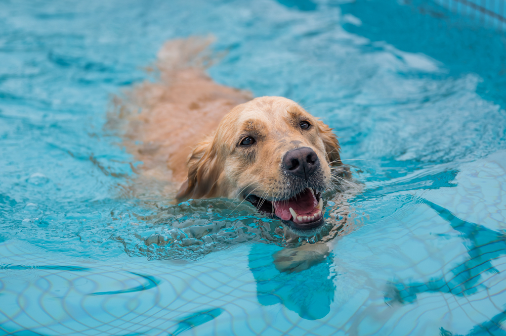 Hydrotherapy for Dogs: Benefits and How It Works