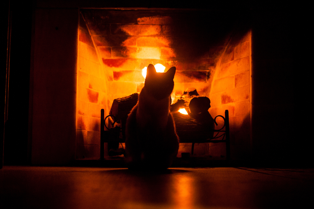 Tips for keeping your cat calm on bonfire night