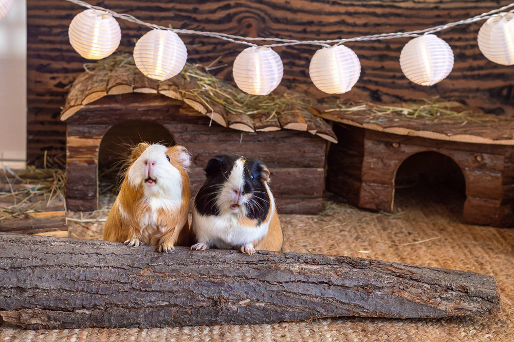 Optimal Cage Conditions for Guinea Pigs in the Winter