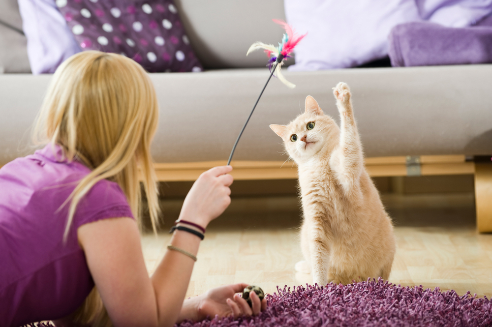 Indoor Play Ideas: Keeping Cats Entertained in Cold Weather