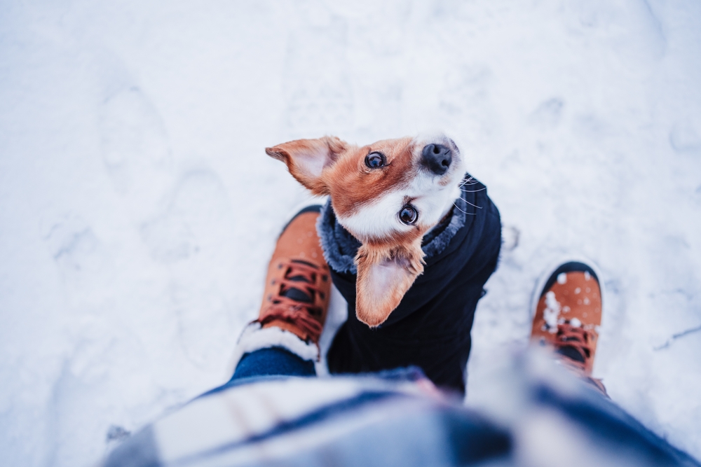 Winter Skincare for Dogs: Combating Dryness and Cracks