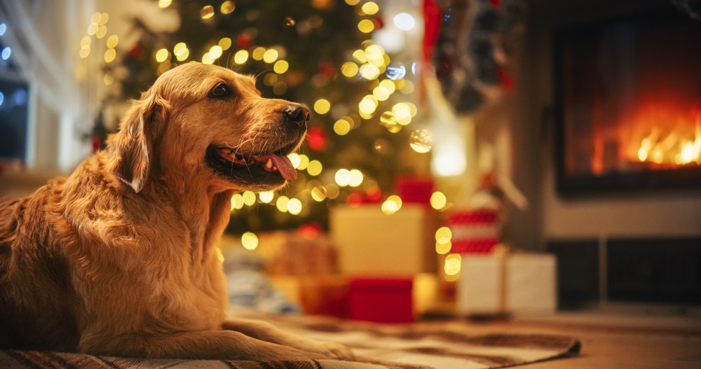 How to buy your pet medication online at Christmas?