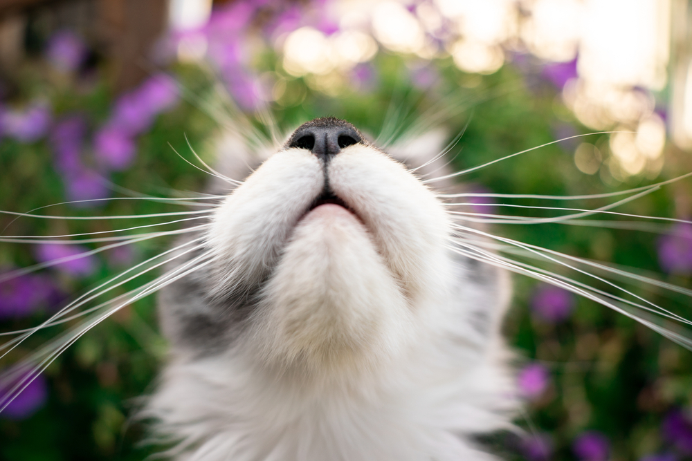What is the Function of Cat Whiskers?