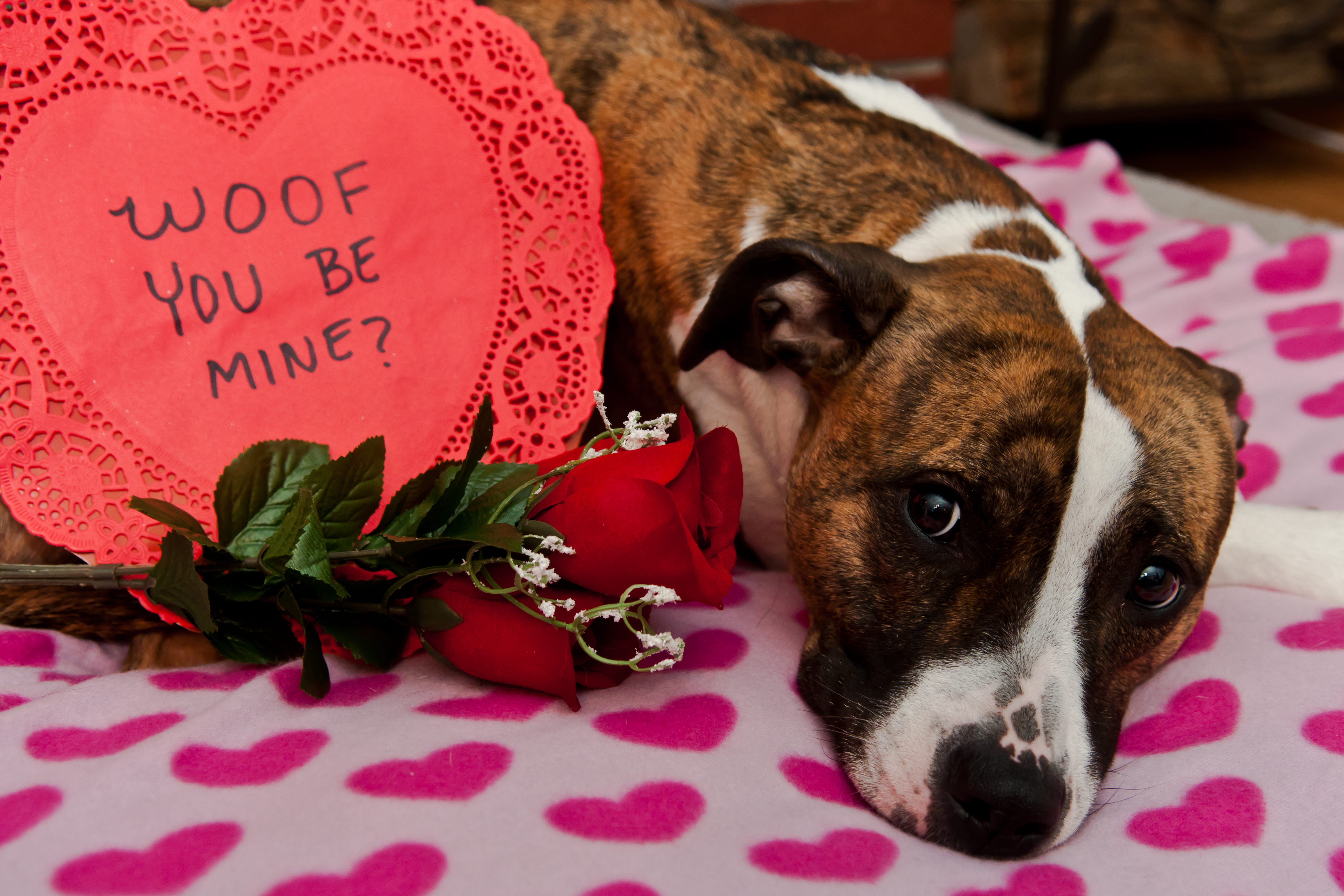 Which Pet-Friendly Flowers Should I Buy This Valentine's Day?