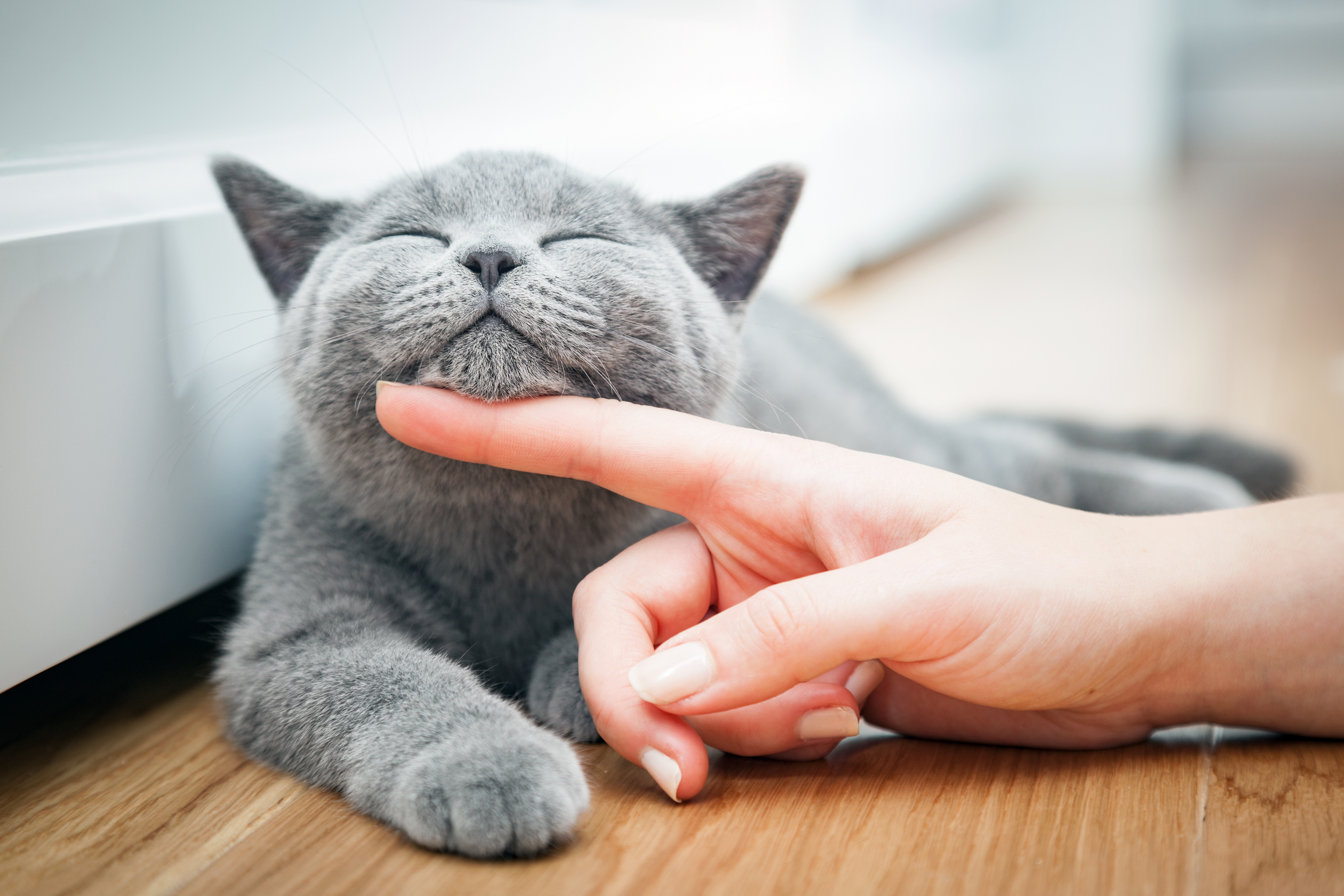 Purring Explained: Why Do Cats Purr and What Does It Mean?