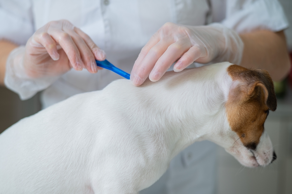 Beginner’s Guide To Fleas in Pets