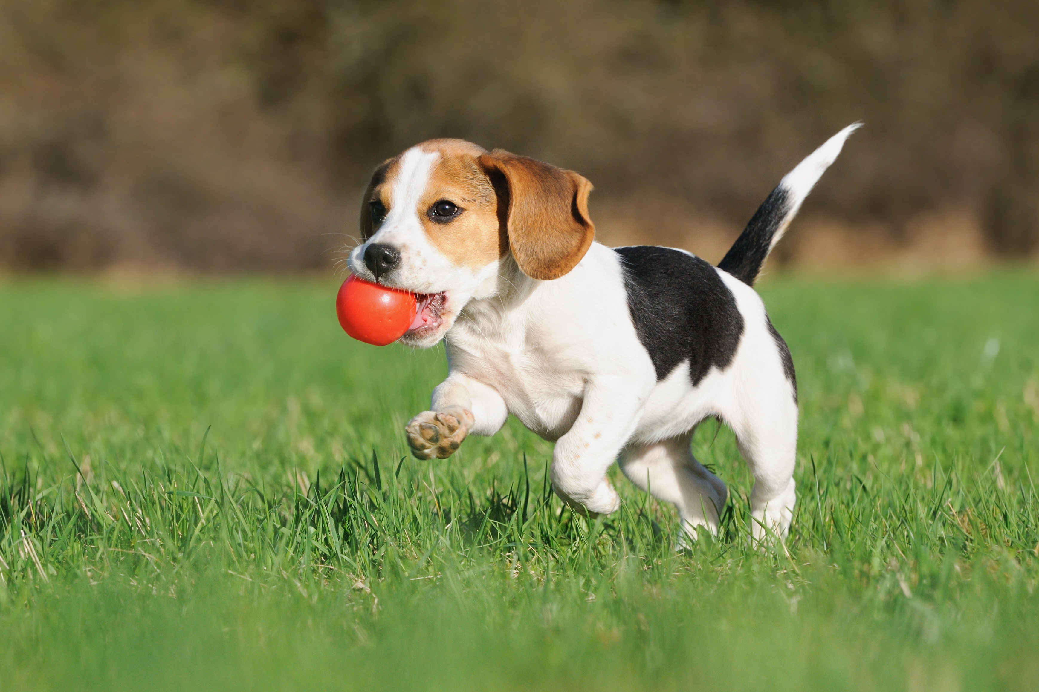 The Role of Toys in a Dog's Life: Dog Toys Are More Than Just Fun