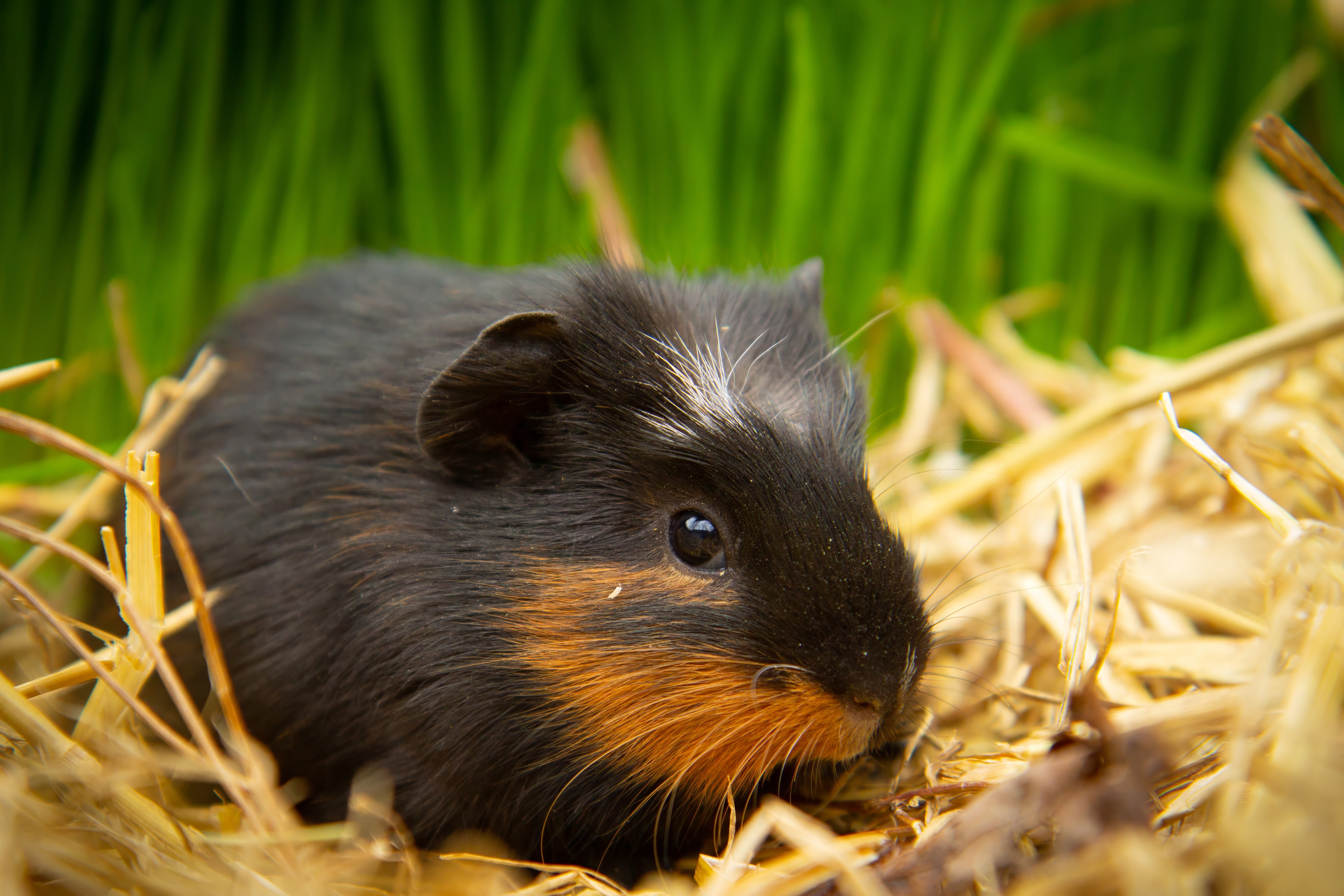 How long do guinea pigs live?