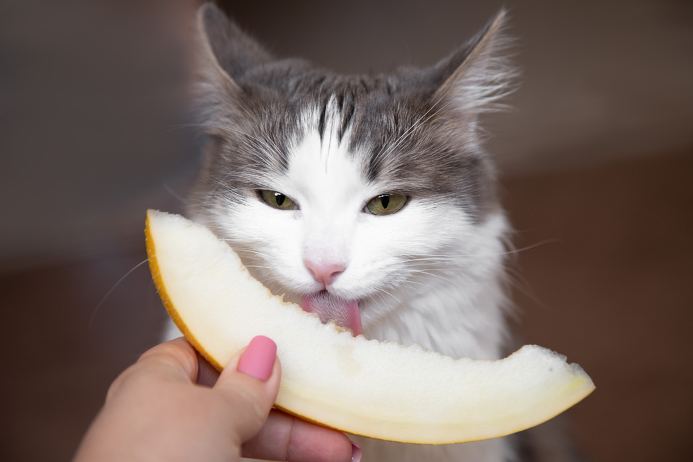 What fruits can cats eat?