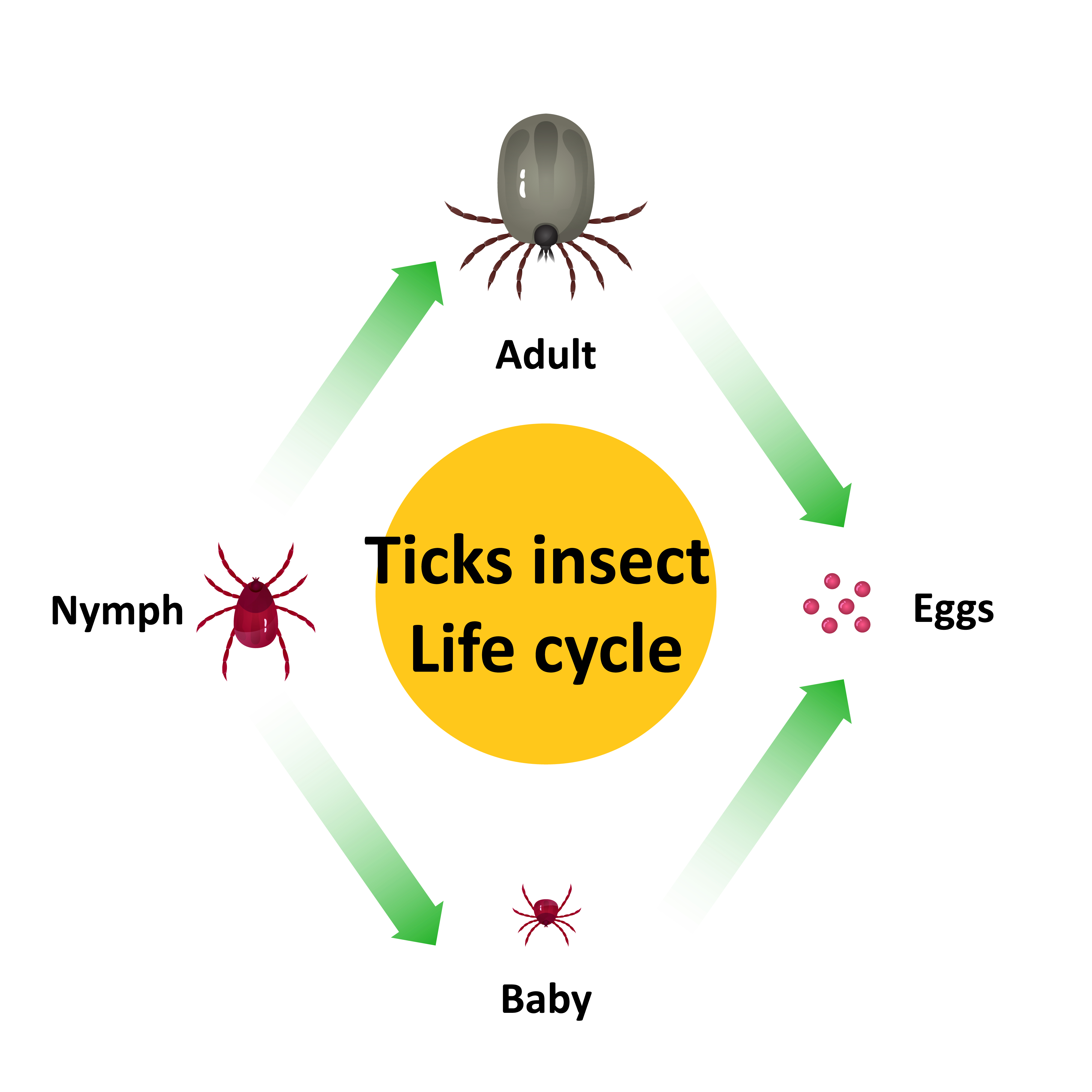 How to prevent tick bites on my pet