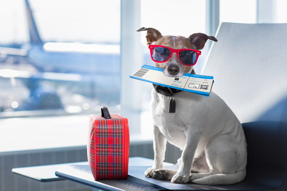 A guide to travel requirements for pets 
