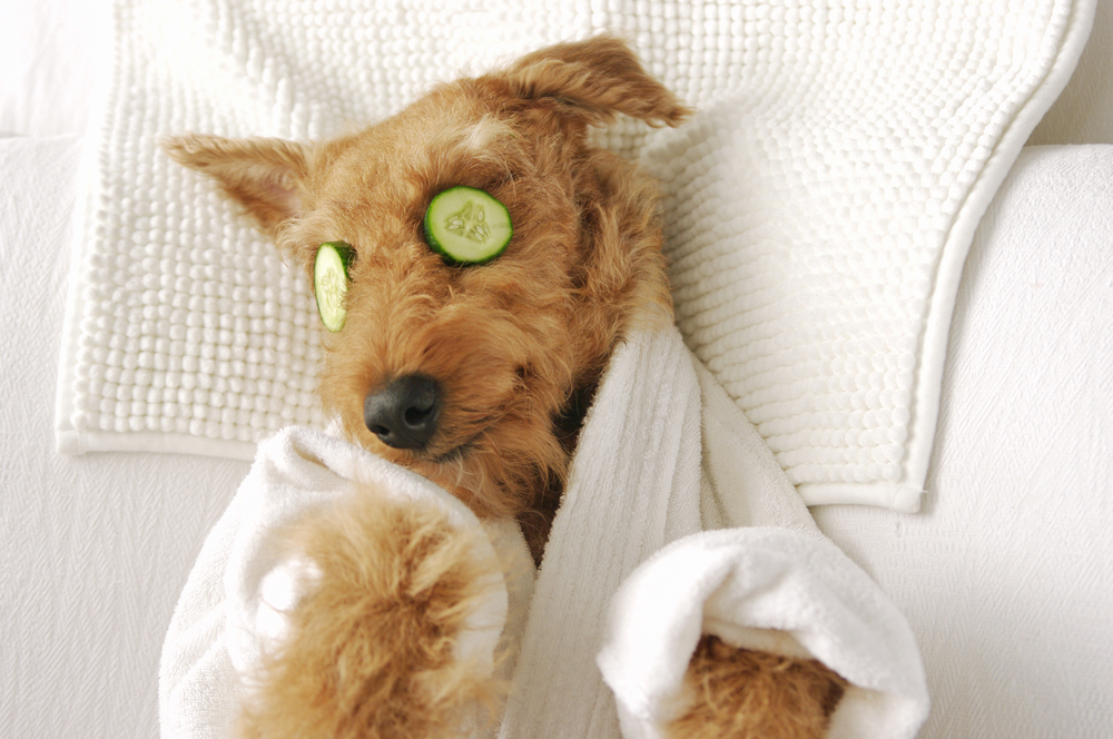 Why Pets Need Routine: The Science Behind Consistency