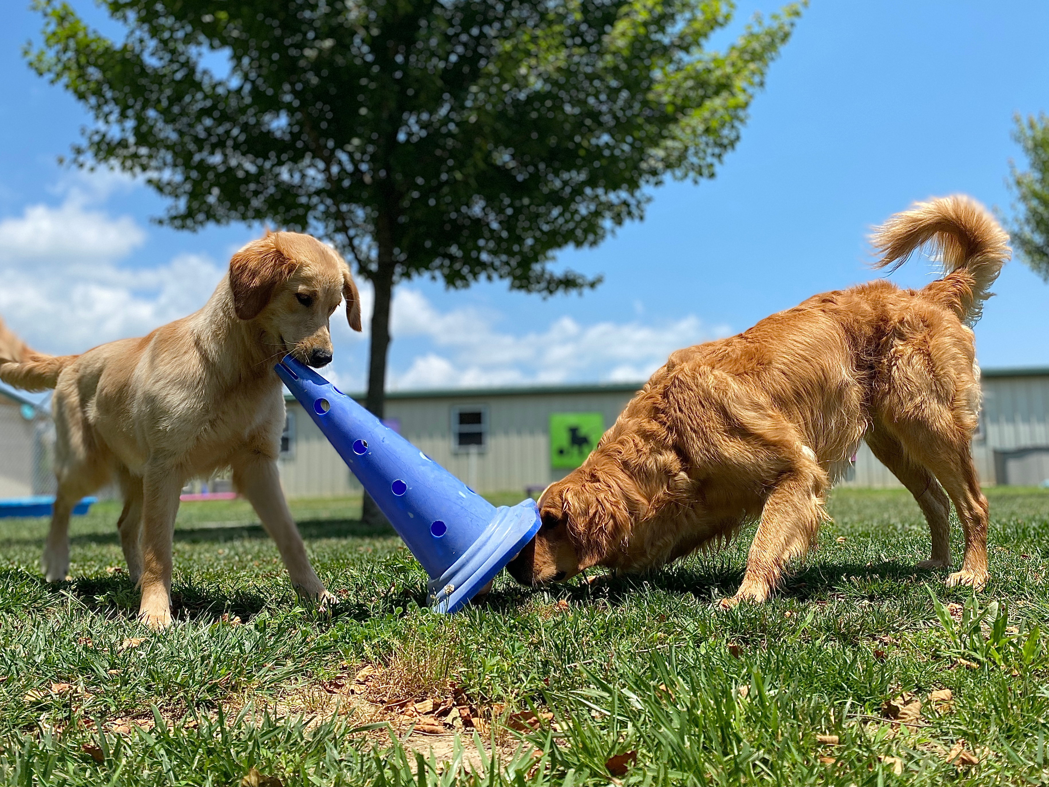 A guide to cognitive function in dogs