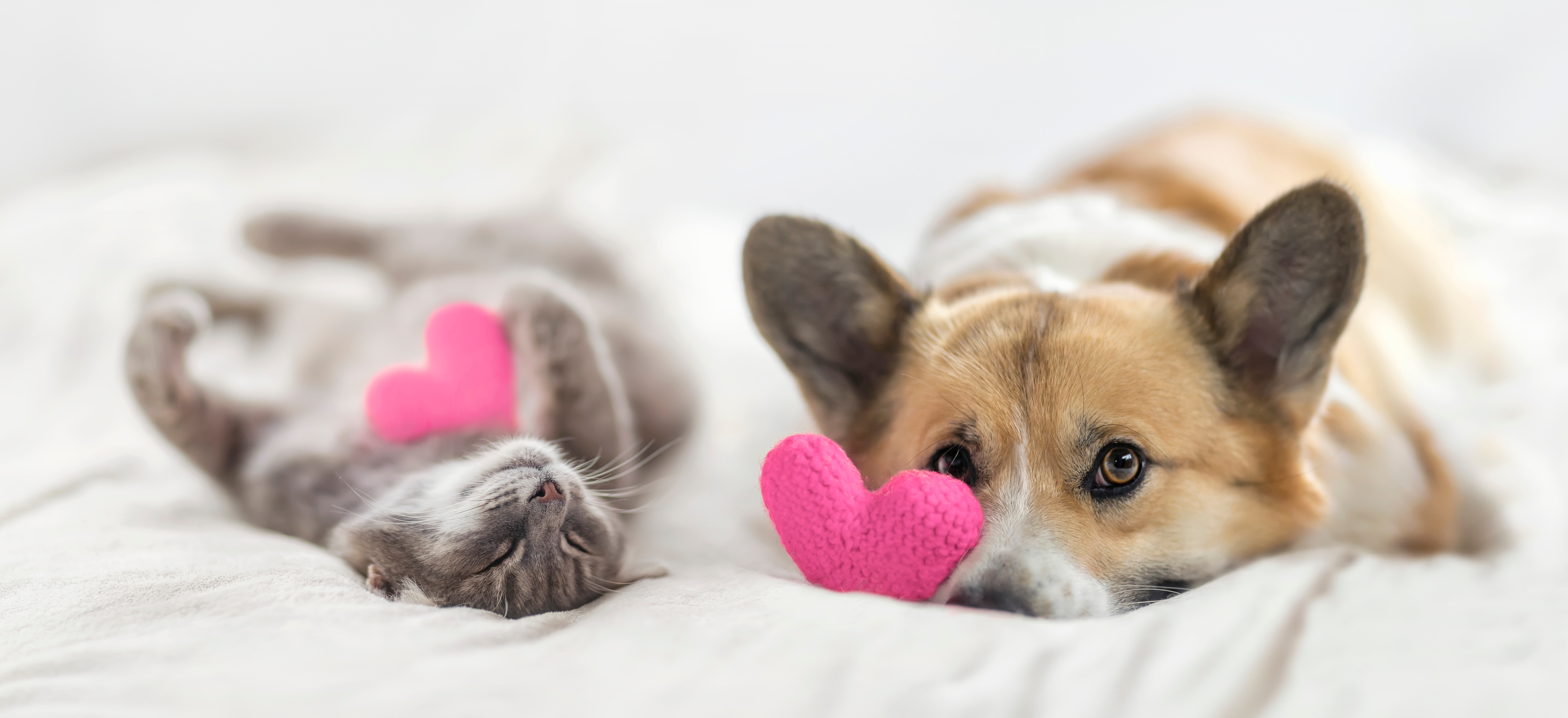 Heart Medications For Pets Explained