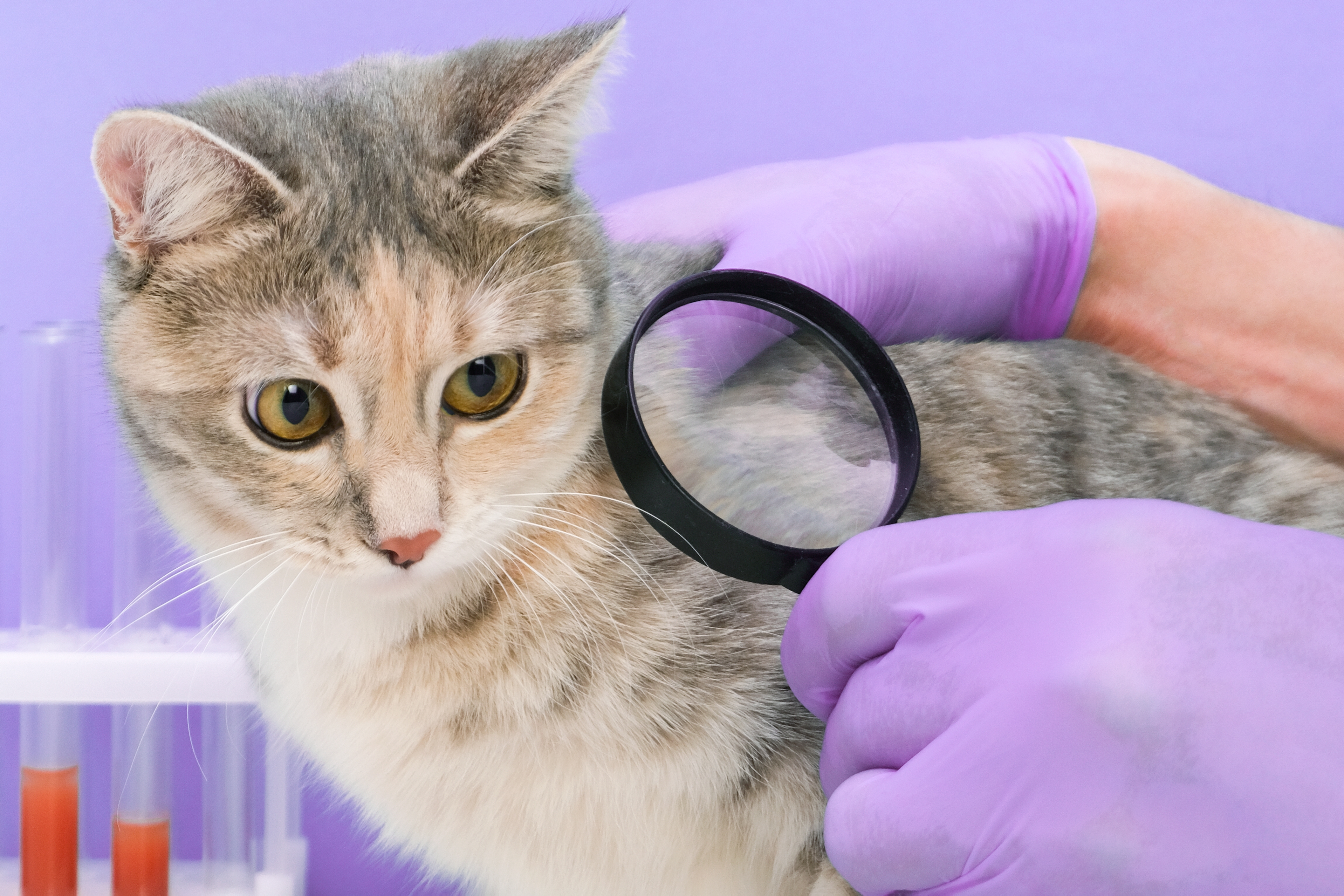 Feline Worms and Flea & Worm Treatment for Cats Explained by a Vet 