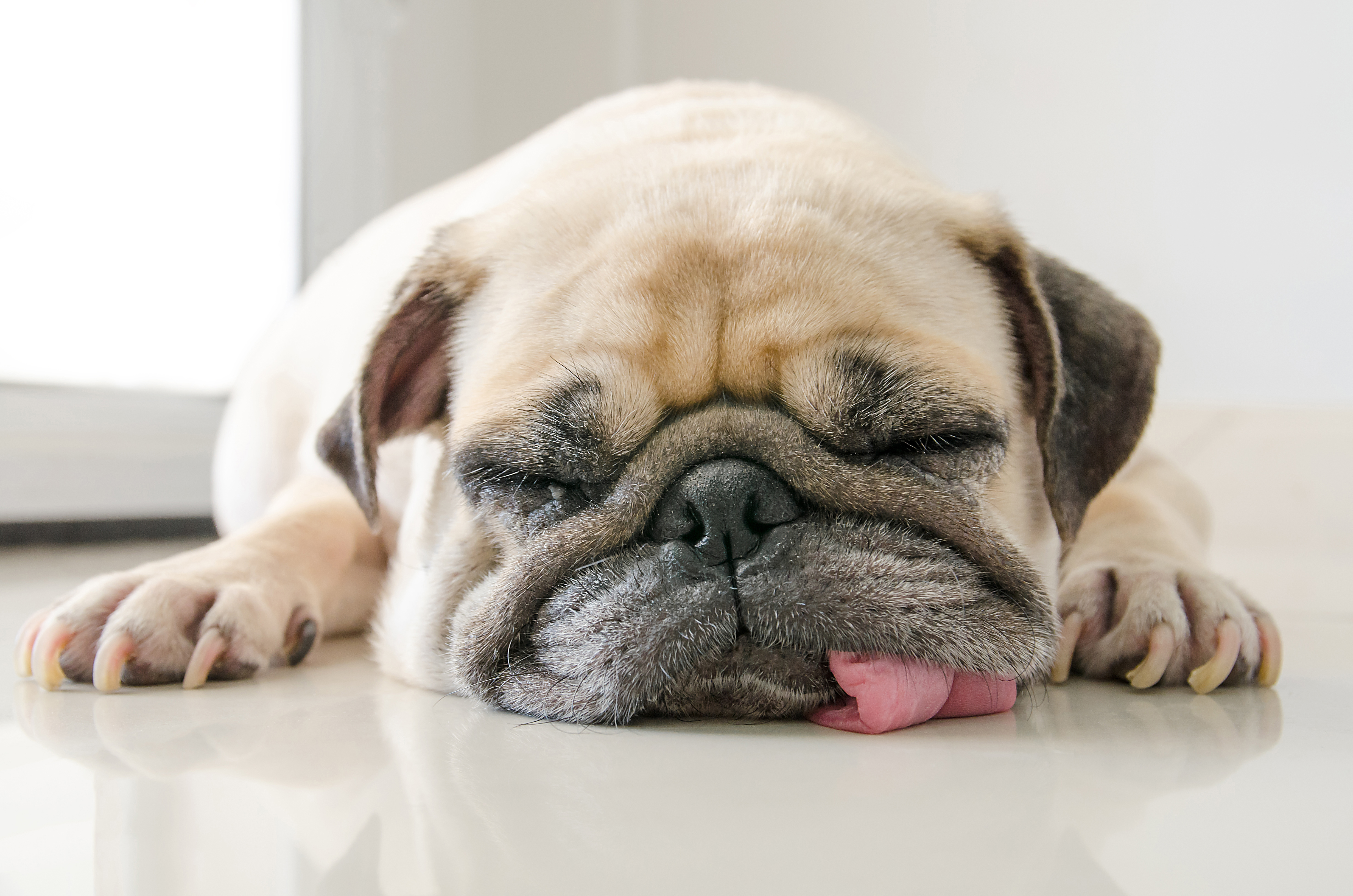 How to Make Homemade Dog-Calming Solutions