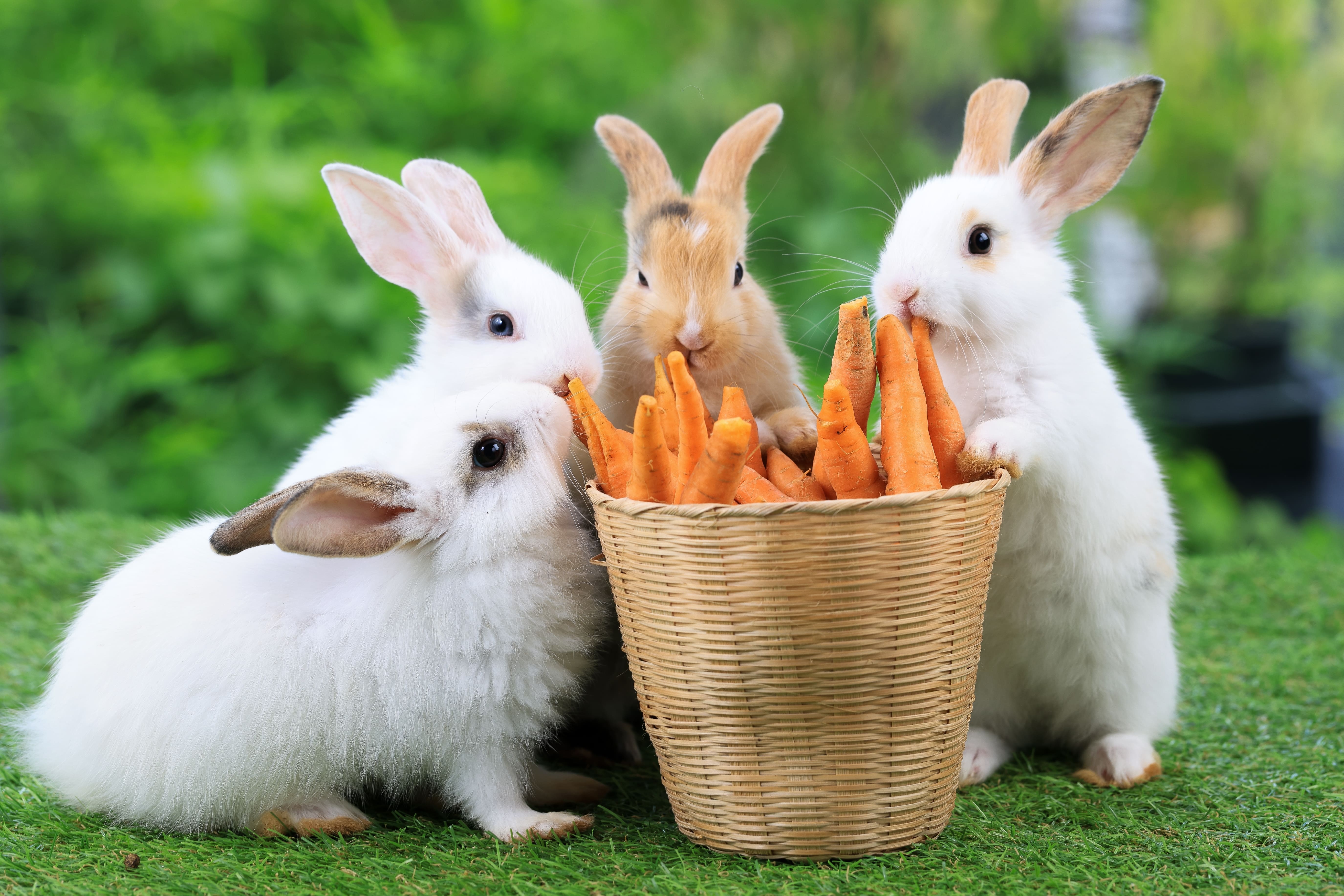 How long are rabbits pregnant for?