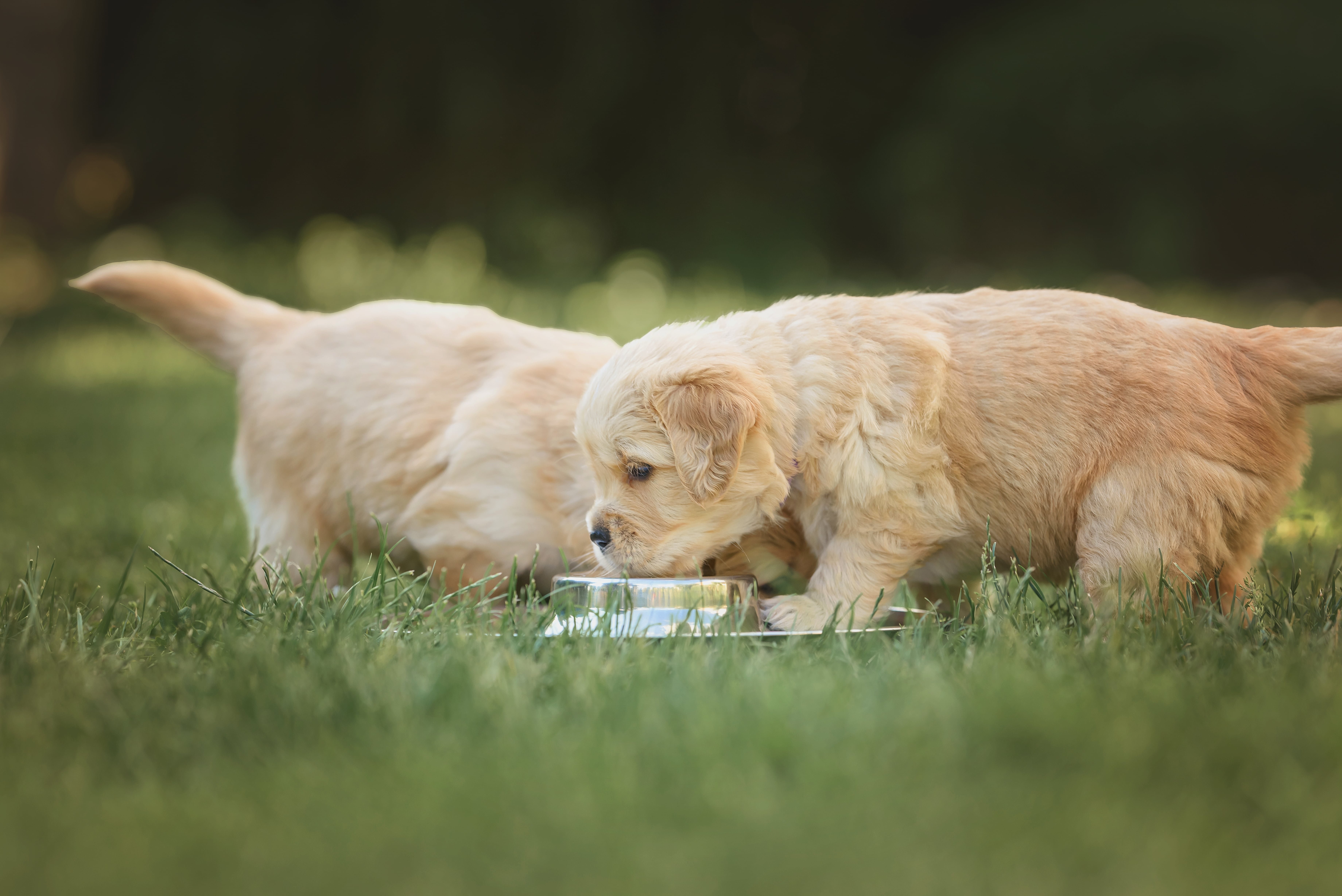 Can Dogs Drink Milk?