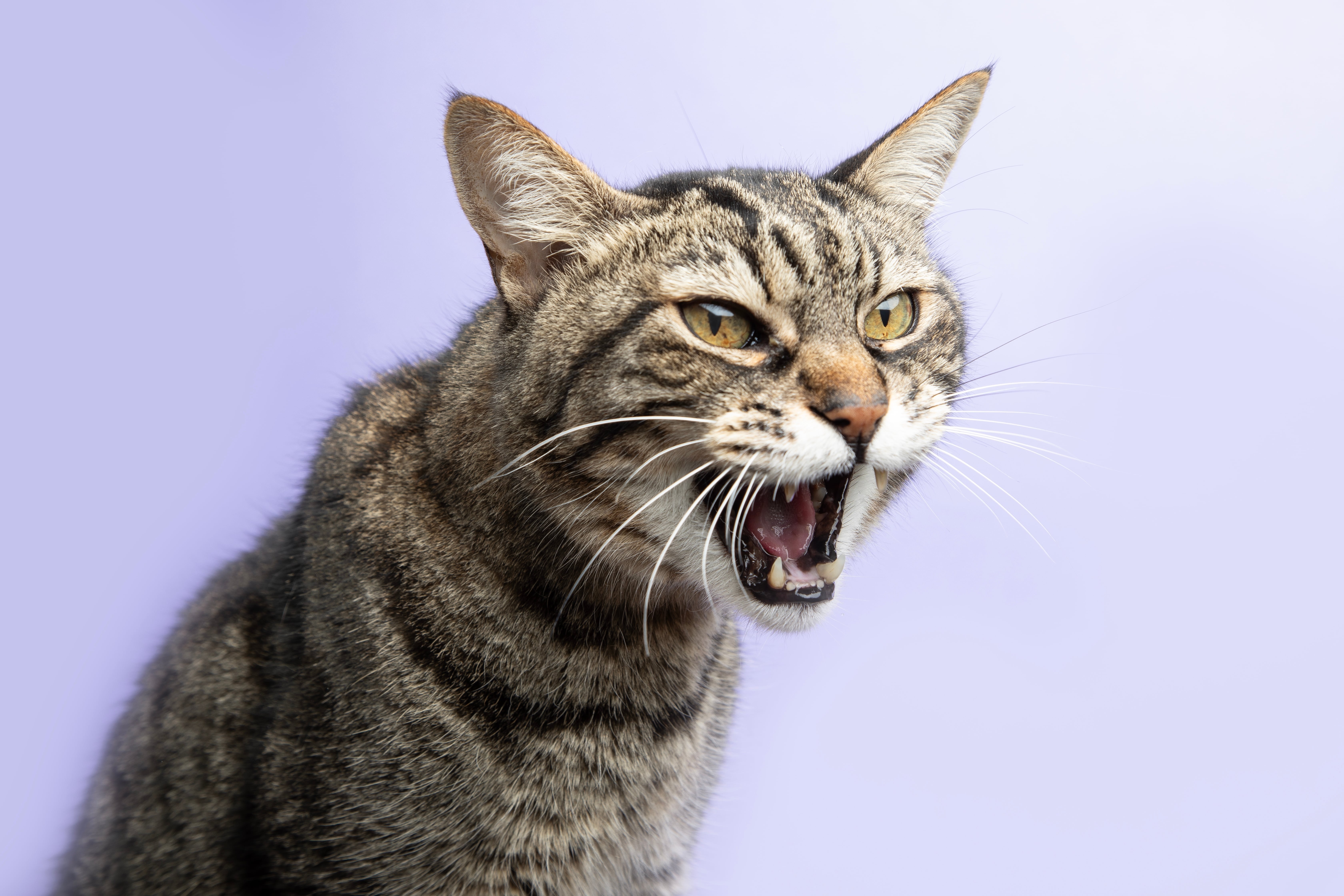 Why Do Cats Hiss?