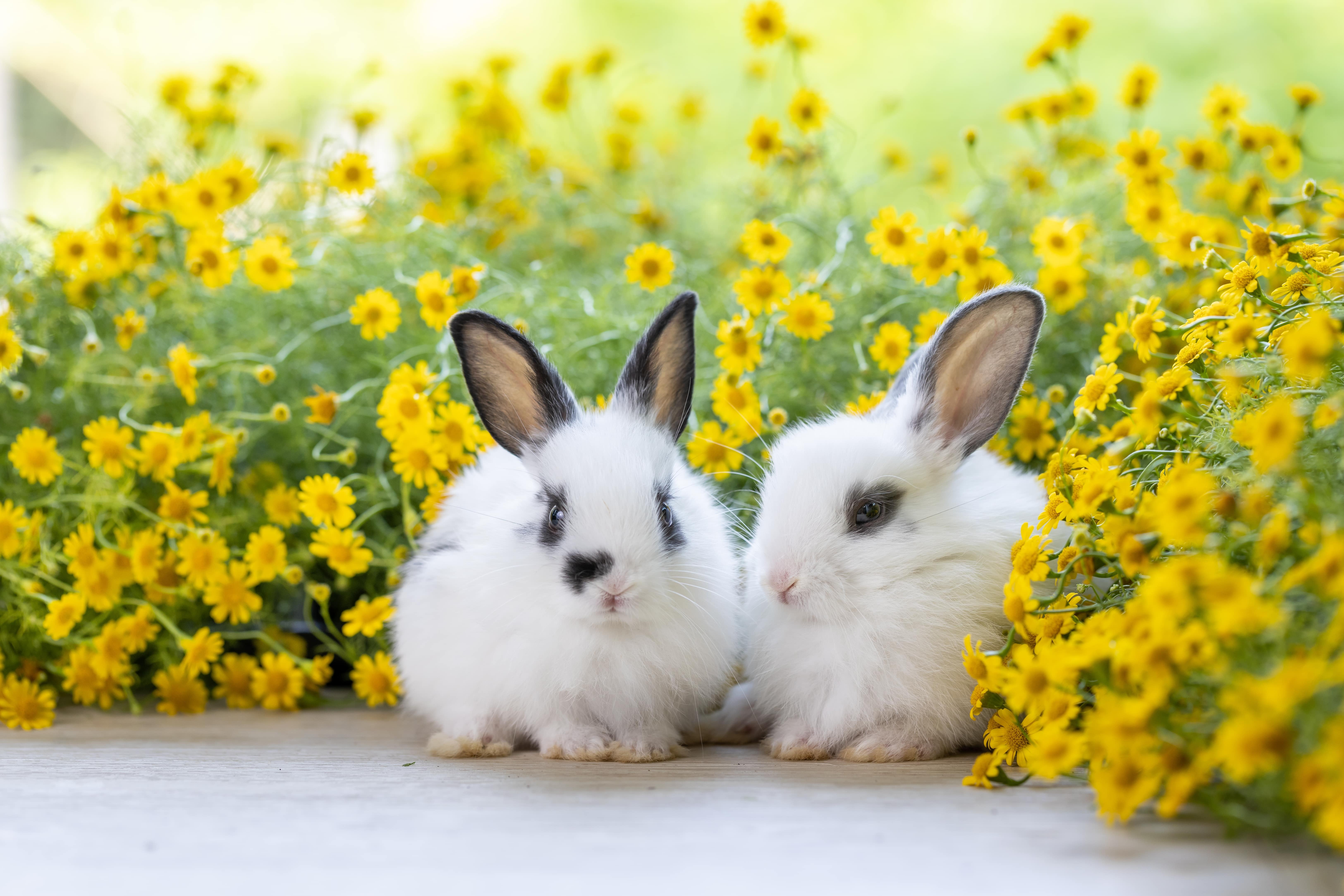 How to Keep Rabbits Cool in Summer