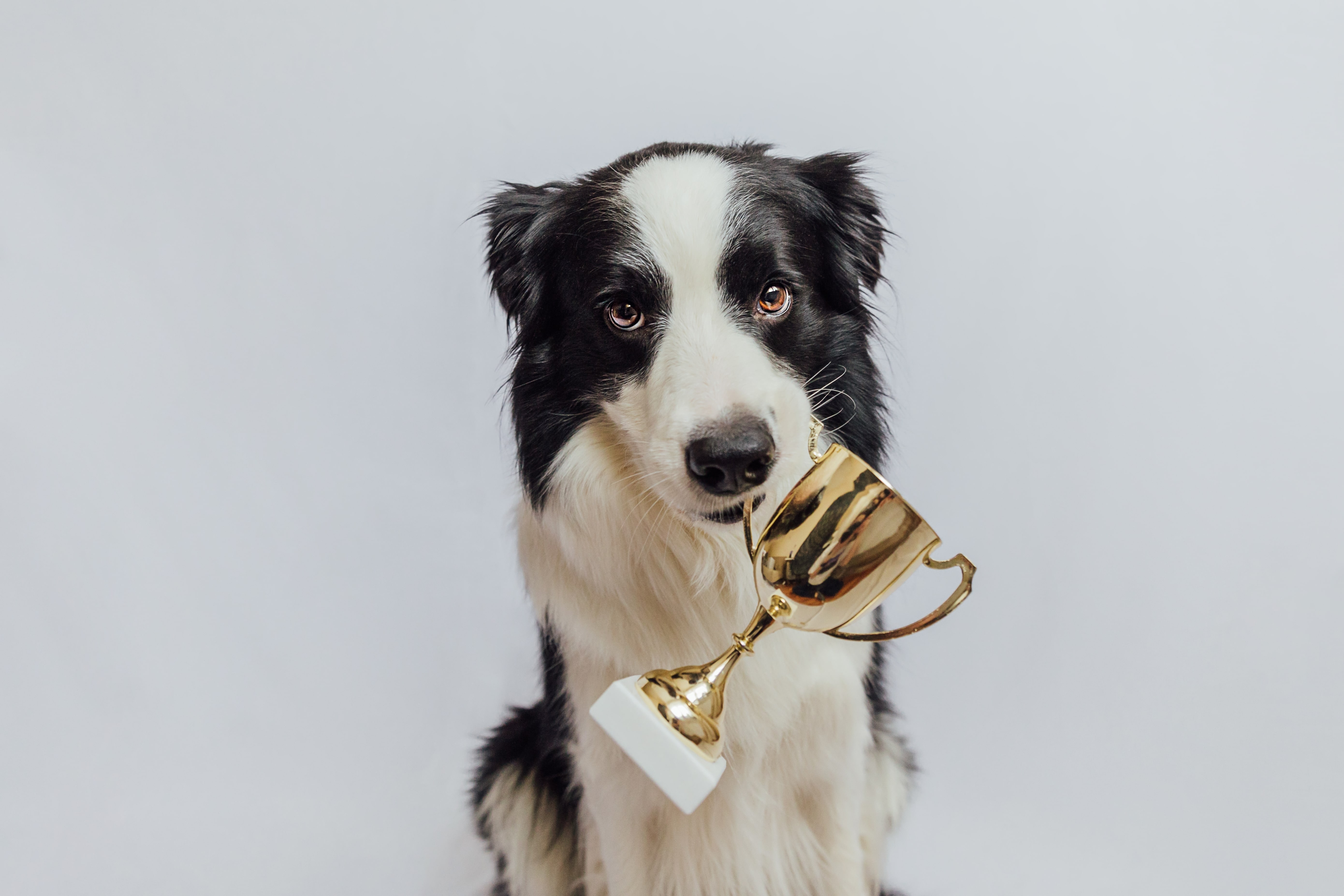 UK Pets To Sponsor The Henry Cecil Open Weekend Dog Show