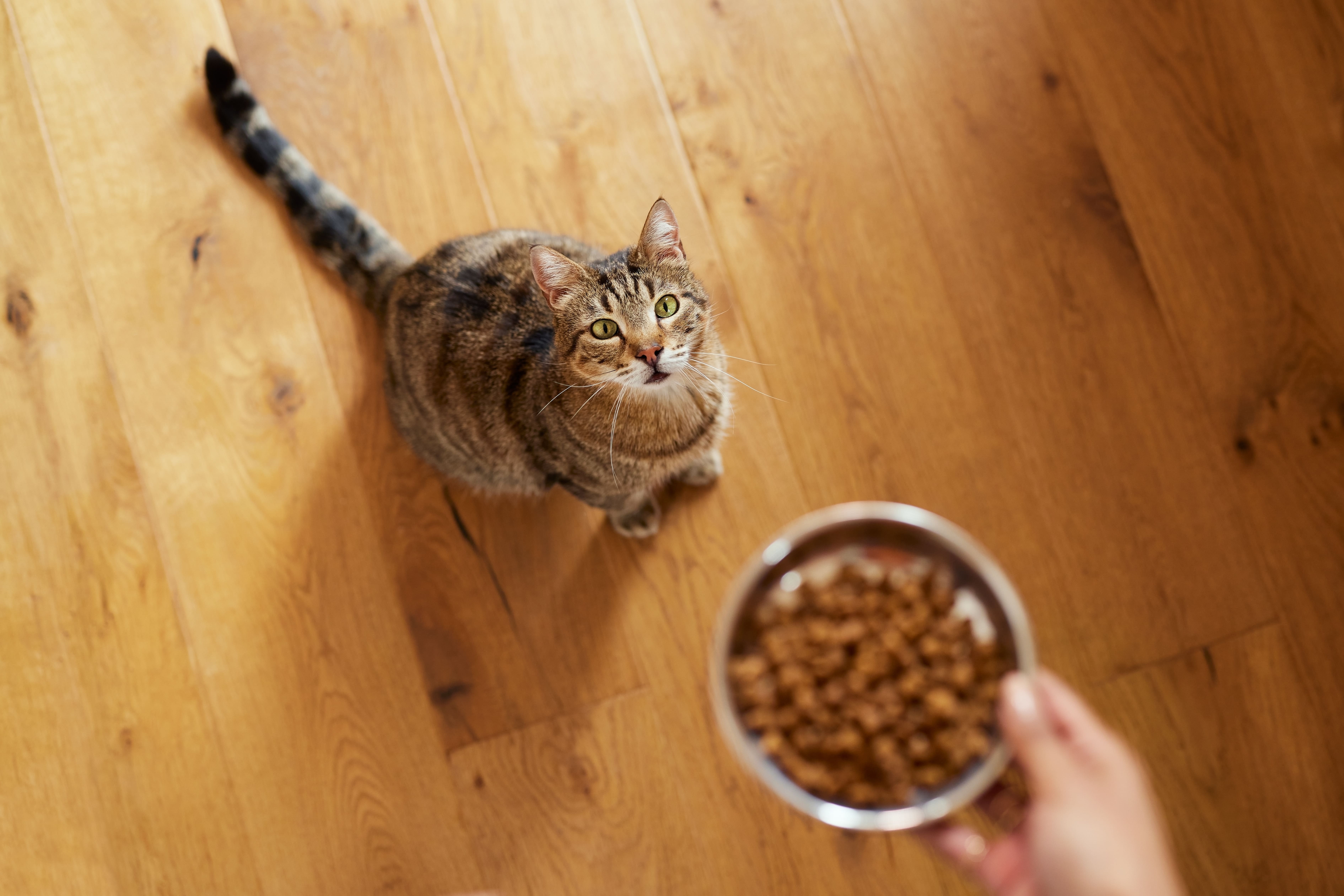 How to Get a Cat to Eat Medicated Food