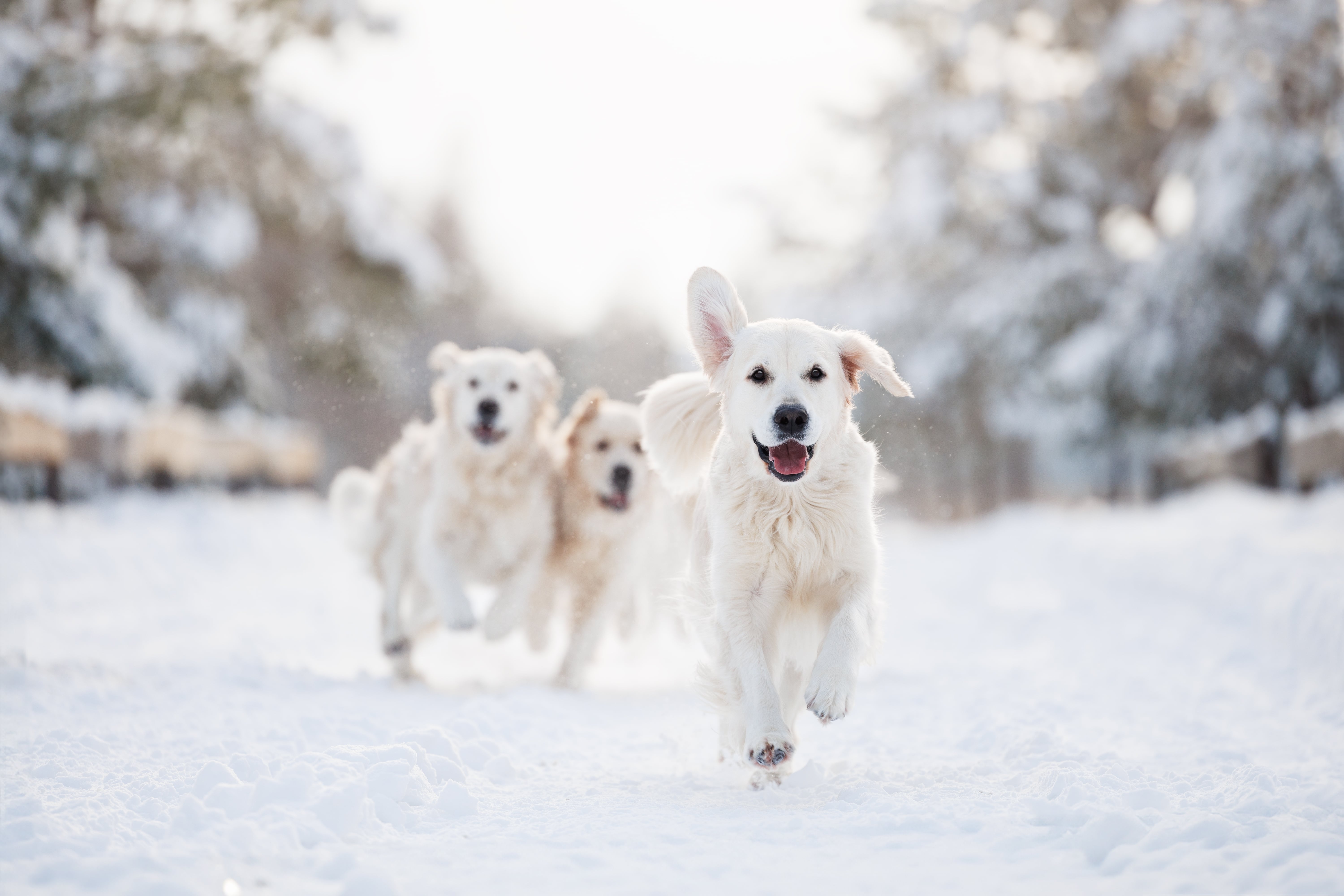 Winter Weather Care Guide For Dogs: How Can I Take Care Of My Dog In The Cold Weather