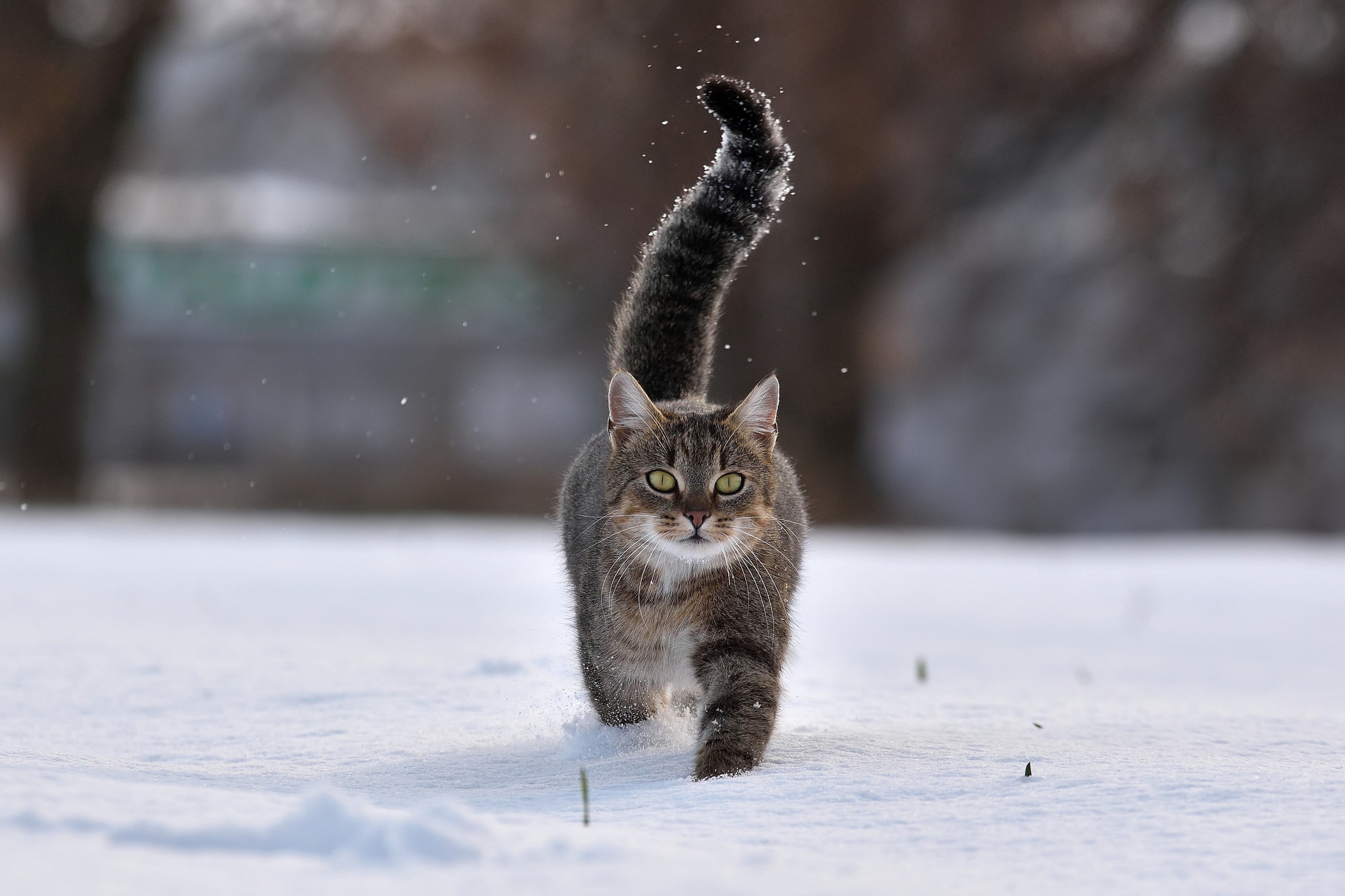 Winter Weather Care Guide For Cats: How Can I Take Care Of My Cat In The Cold Weather