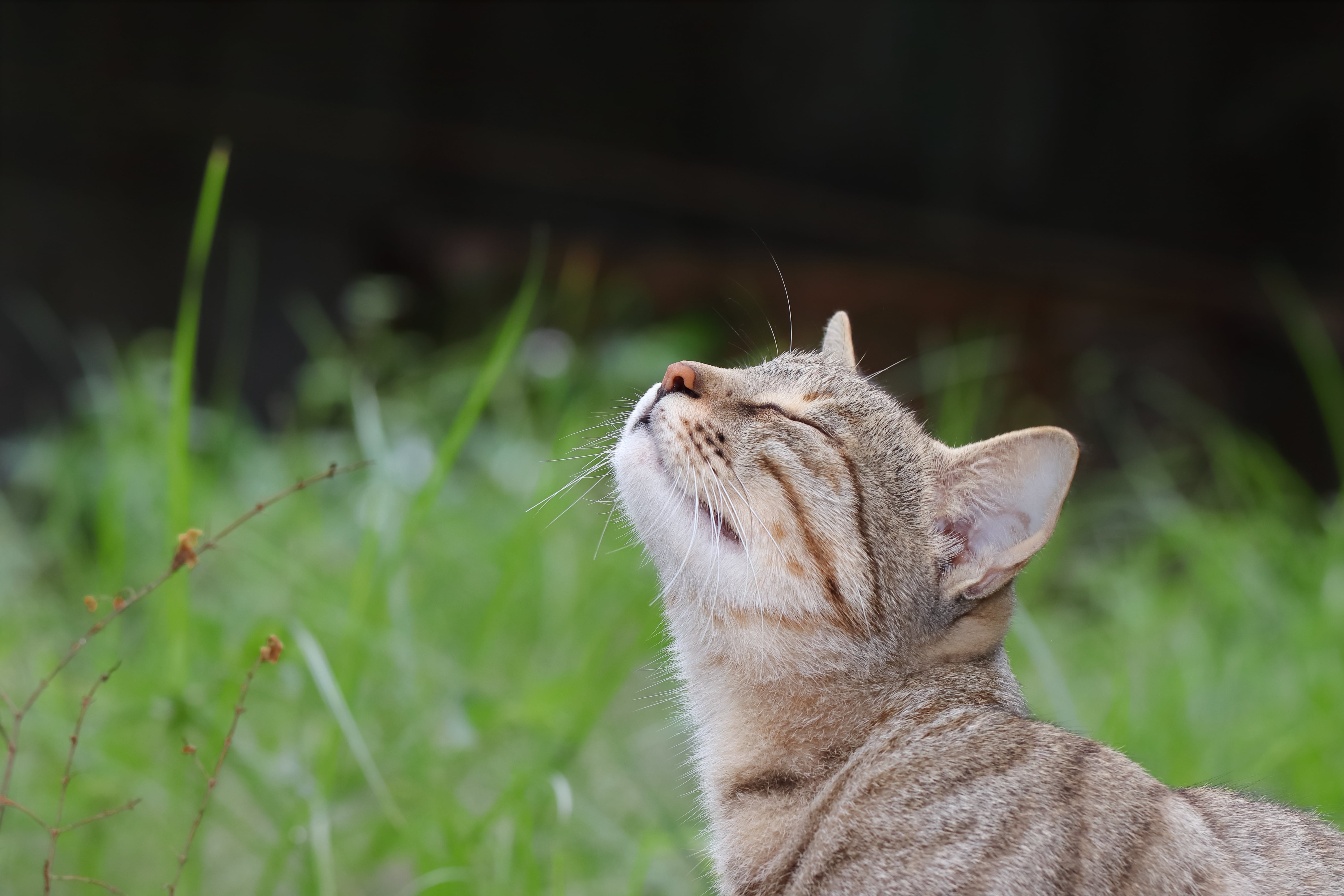 A Guide to Easter for Cat Owners: Foods, Flowers & Places To Avoid