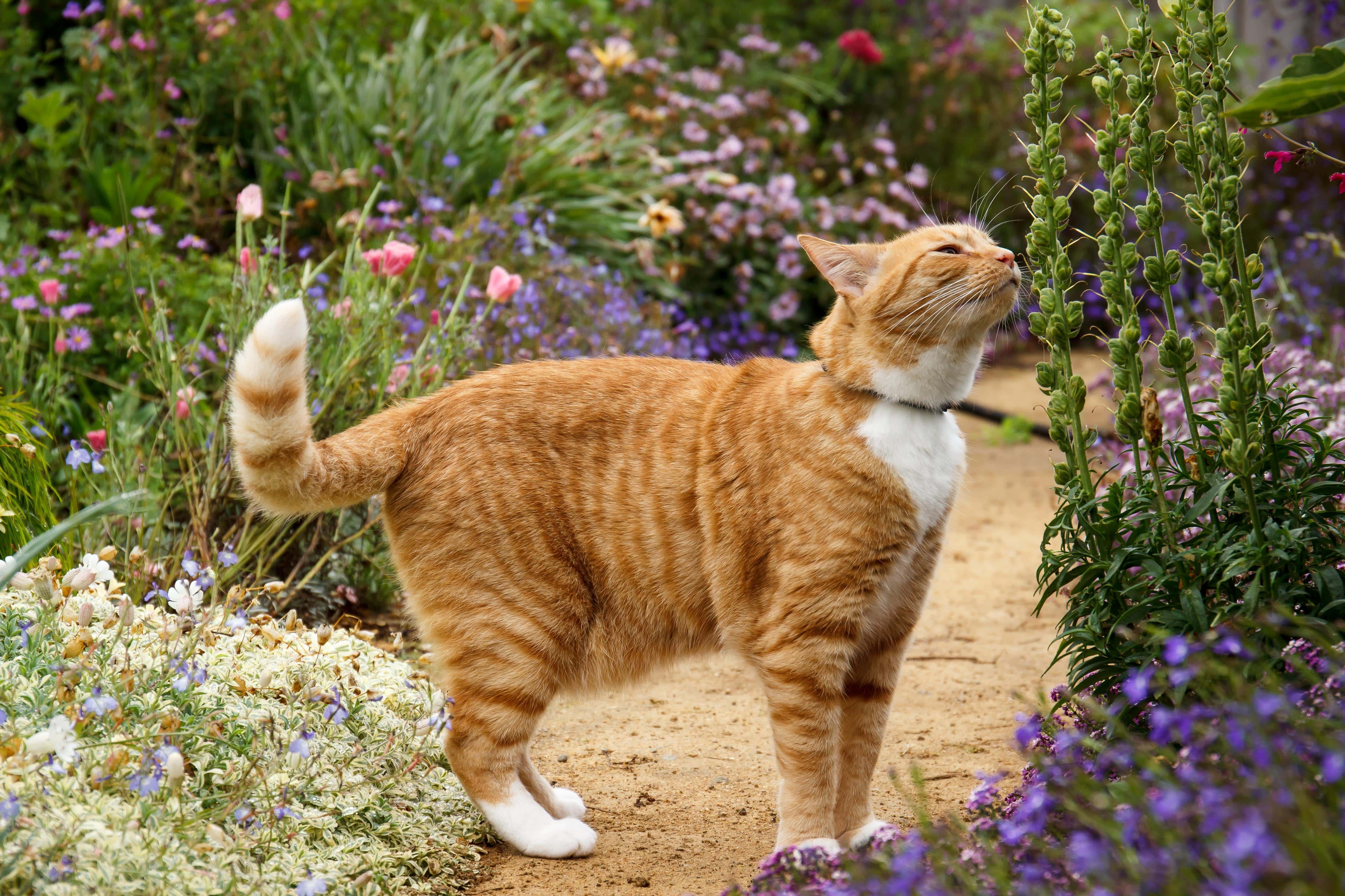 Beginner's Guide To Setting Up The Perfect Cat-Friendly Garden